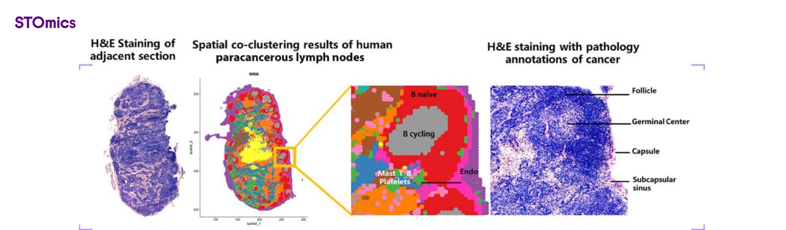 Stereo-CITE recapitulated the organizational structure of human lymph nodes